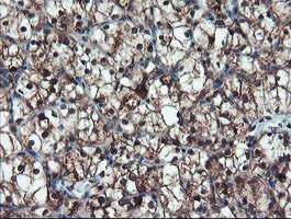 m07953 anti trip traip mouse monoclonal antibody clone id oti2d4 ihc testing 9
