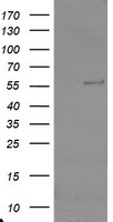 m07953 anti trip traip mouse monoclonal antibody clone id oti2d4 wb testing 1