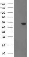 m07956 1 anti dok2 mouse monoclonal antibody clone id oti2d10 wb testing 1