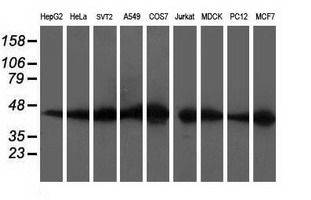 m07956 1 anti dok2 mouse monoclonal antibody clone id oti2d10 wb testing 2