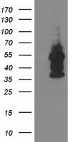 m07956 anti dok2 mouse monoclonal antibody clone id oti1a4 wb testing 1