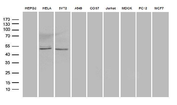 Western blot analysis of extracts (35ug) from 9 different cell lines by using anti-AZIN1 monoclonal antibody (1:500)