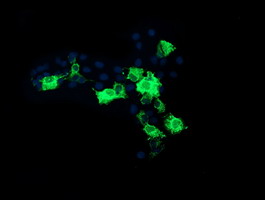 m07962 anti cmpk1 mouse monoclonal antibody clone id oti1a1 if testing 10