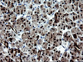 Immunohistochemical staining of paraffin-embedded Human pancreas tissue within the normal limits using anti-CMPK1 mouse monoclonal antibody