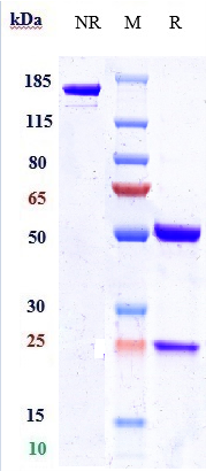 Anti-Nectin-4 Reference Antibody (enfortumab) on SDS-PAGE under reducing (R) condition