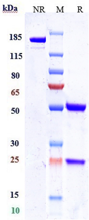 Anti-Nectin-4 Reference Antibody (enfortumab vedotin-ejfv) on SDS-PAGE under reducing (R) condition
