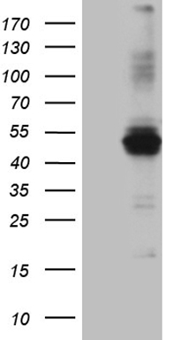 m07965 anti mag1 gpat3 mouse monoclonal antibody clone id oti1d11 wb testing 1