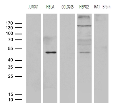 m07965 anti mag1 gpat3 mouse monoclonal antibody clone id oti1d11 wb testing 2