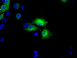 Anti-BDH2 mouse monoclonal antibody (M07970) immunofluorescent staining of COS7 cells transiently transfected by pCMV6-ENTRY BDH2.