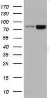 m07973 anti dgkb mouse monoclonal antibody clone id oti1f9 wb testing 1