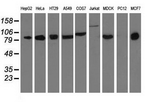 m07973 anti dgkb mouse monoclonal antibody clone id oti1f9 wb testing 2