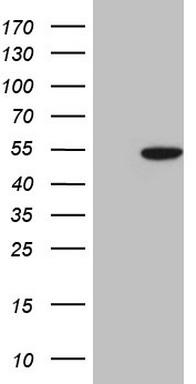 m07987 anti cops3 mouse monoclonal antibody clone id oti3e1 wb testing 1