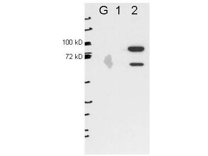 m08004 esrp2 primary antibodies wb testing 1