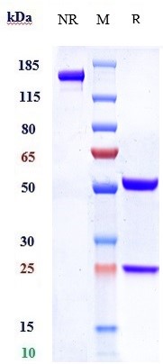 m08008 sds page