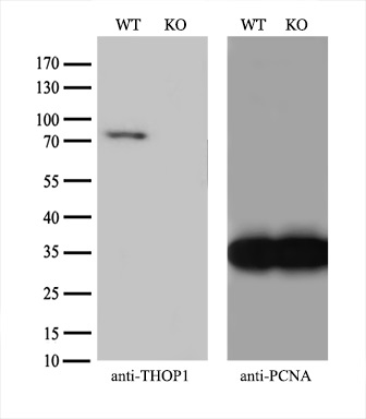 Equivalent amounts of cell lysates (10 ug per lane) of wild-type HEK293T cells (WT) and THOP1-Knockout HEK293T cells (KO) were separated by SDS-PAGE and immunoblotted with anti-THOP1 monoclonal antibody M08010 (1:500)