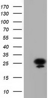 m08019 1 anti ak3 mouse monoclonal antibody clone id oti6b7 wb testing 1