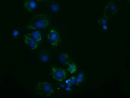 m08019 2 anti ak3 mouse monoclonal antibody clone id oti3g1 if testing 6