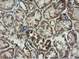 m08019 2 anti ak3 mouse monoclonal antibody clone id oti3g1 ihc testing 4