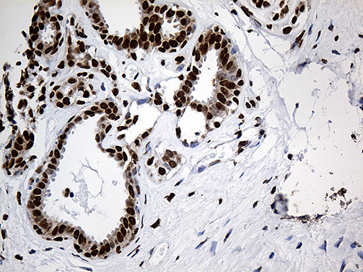 m08020 anti rod1 ptbp3 mouse monoclonal antibody clone id oti5g7 ihc testing 6
