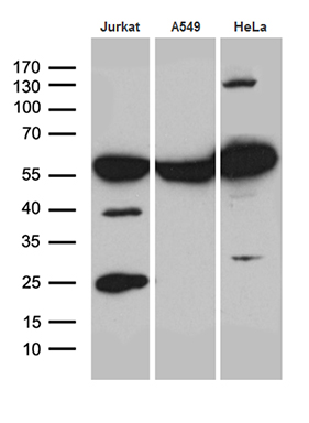 Western blot analysis of extracts (35ug) from 3 cell lines by using anti-PTBP3 monoclonal antibody (1:500)