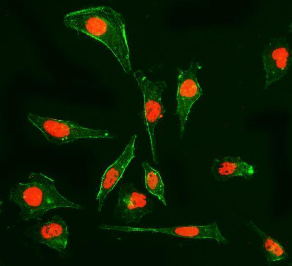 m08021 1 ppie primary antibodies if testing 5