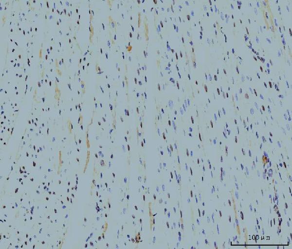 m08021 1 ppie primary antibodies ihc testing 4