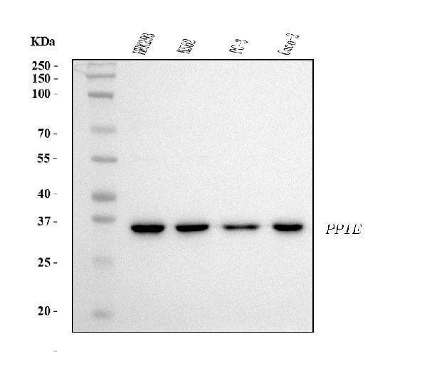  Western blot analysis of Cyclophilin E/PPIE using anti-Cyclophilin E/PPIE antibody (M08021-1)