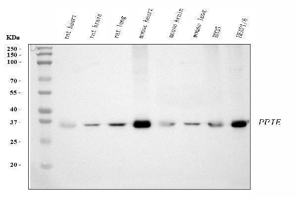 m08021 1 ppie primary antibodies wb testing 8_1