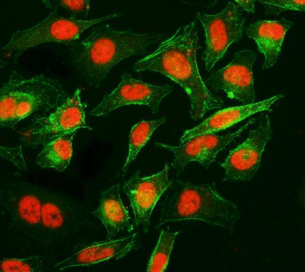 m08021 ppie primary antibodies if testing 9