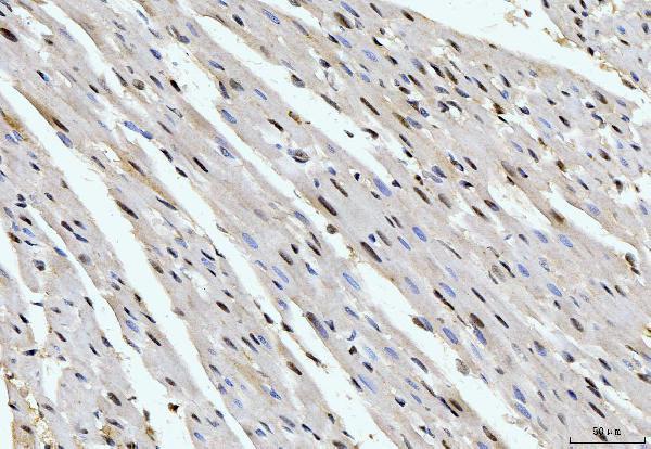 m08021 ppie primary antibodies ihc testing 4_1
