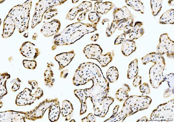 m08021 ppie primary antibodies ihc testing 5_1
