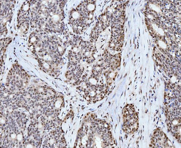 m08021 ppie primary antibodies ihc testing 6
