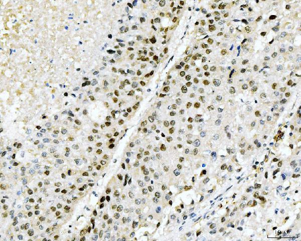 m08021 ppie primary antibodies ihc testing 7