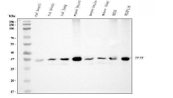 m08021 ppie primary antibodies wb testing 11