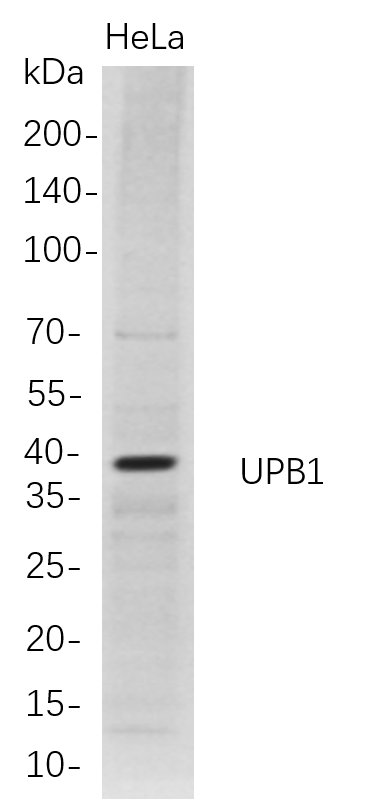 m08024 1 upb1 primary antibodies wb testing 1