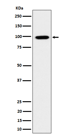 m08027 wb
