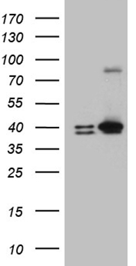 m08034 anti erlin1 mouse monoclonal antibody clone id oti4b1 wb testing 1