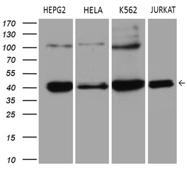 m08034 anti erlin1 mouse monoclonal antibody clone id oti4b1 wb testing 2