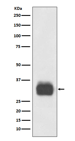 m08039 wb