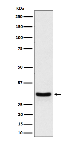 Western blot analysis of FRAT1 expression in HeLa cell lysate.