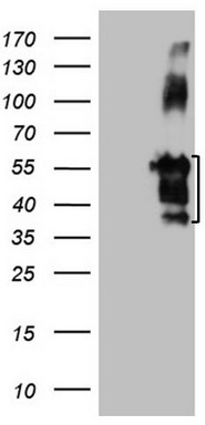 m08050 anti fblim1 mouse monoclonal antibody clone id oti3g1 wb testing 1
