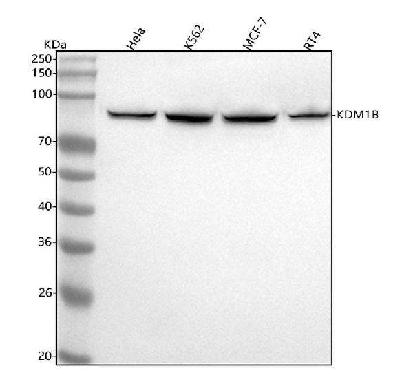 Figure 1. Western blot analysis of KDM1B using anti-KDM1B antibody (M08071). Electrophoresis was performed on a 5-20% SDS-PAGE gel at 70V (Stacking gel) / 90V (Resolving gel) for 2-3 hours. The sample well of each lane was loaded with 30 ug of sample under reducing conditions. Lane 1: human Hela whole cell lysates, Lane 2: human K562 whole cell lysates, Lane 3: human MCF-7 whole cell lysates, Lane 4: human RT4 whole cell lysates. After electrophoresis, proteins were transferred to a nitrocellulose membrane at 150 mA for 50-90 minutes. Blocked the membrane with 5% non-fat milk/TBS for 1.5 hour at RT. The membrane was incubated with rabbit anti-KDM1B antigen affinity purified monoclonal antibody (Catalog # M08071) at 1:500 overnight at 4°C, then washed with TBS-0.1%Tween 3 times with 5 minutes each and probed with a goat anti-rabbit IgG-HRP secondary antibody at a dilution of 1:500 for 1.5 hour at RT. The signal is developed using an Enhanced Chemiluminescent detection (ECL) kit (Catalog # EK1002) with Tanon 5200 system. A specific band was detected for KDM1B at approximately 93 kDa. The expected band size for KDM1B is at 93 kDa.
