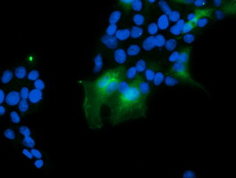 m08073 2 anti pfdn3 vbp1 mouse monoclonal antibody clone id oti2a3 if testing 8