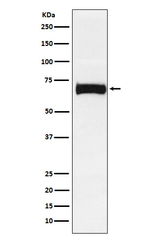 Western blot analysis of Nectin 2 expression in SW480 cell lysate