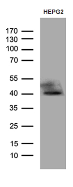 Western blot analysis of extracts (35ug) from HEPG2 cell lines by using anti-ATP6V0D2 monoclonal antibody (1:500)