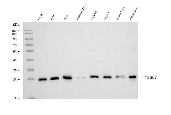 m08095 2 psmb7 primary antibodies wb testing 1