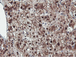 m08095 anti proteasome 20s beta 7 psmb7 mouse monoclonal antibody clone id oti1e1 ihc testing 13