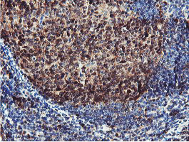 m08095 anti proteasome 20s beta 7 psmb7 mouse monoclonal antibody clone id oti1e1 ihc testing 8