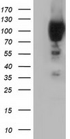 m08114 1 anti pik3ap1 mouse monoclonal antibody clone id oti6h6 wb testing 1