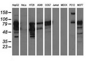 m08114 1 anti pik3ap1 mouse monoclonal antibody clone id oti6h6 wb testing 2